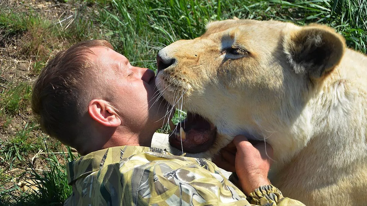 مروض أسود يصارع الموت بعد تعرضه لهجوم مروع (فيديو)
