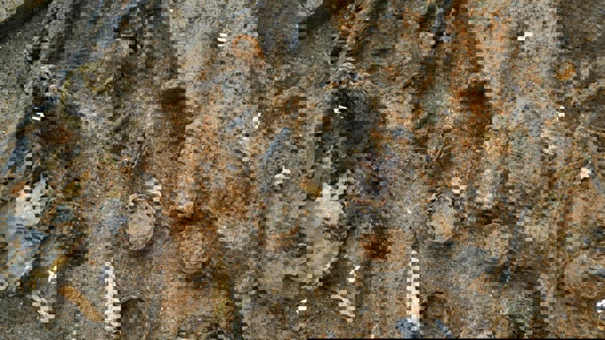 العثور على عشاء عمره 3 آلاف عام