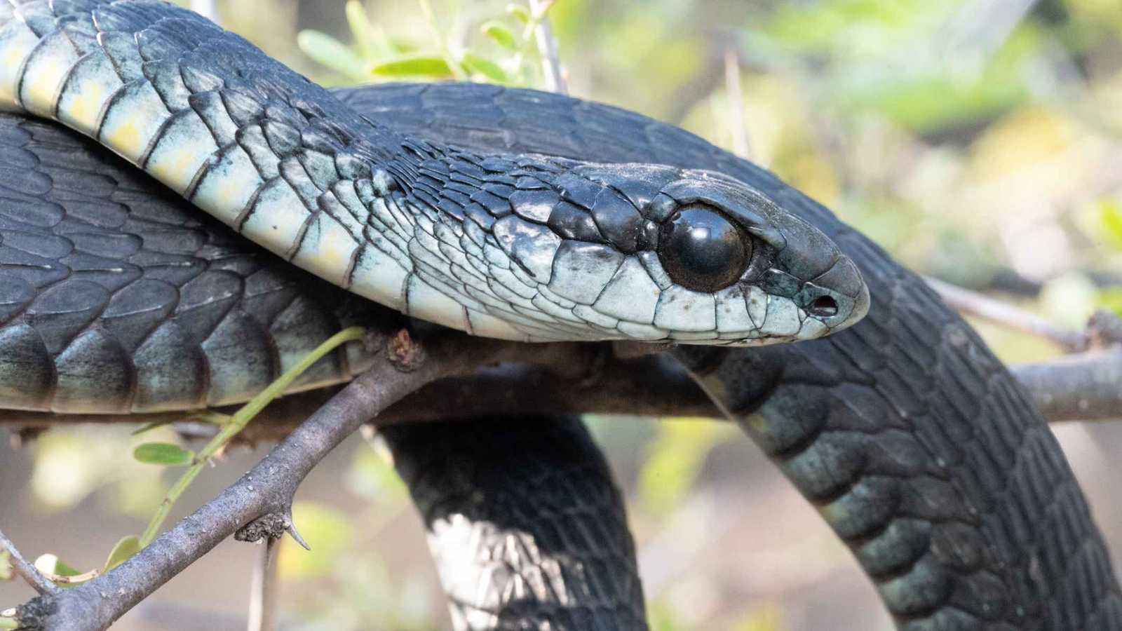 لماذا تزداد أعراض لدغة أفعى المامبا سوءًا بعد إعطاء مضاد السم؟