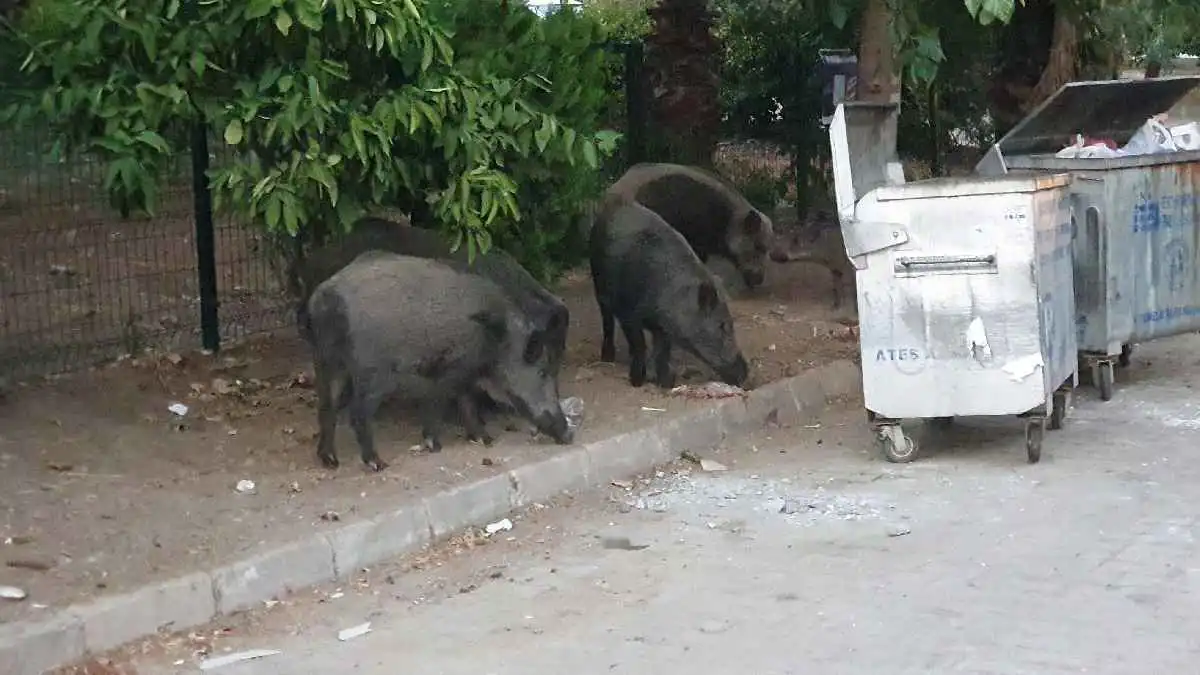 ظاهرة غير مسبوقة.. خنازير برية تغزو أحياء إزمير التركية (فيديو)