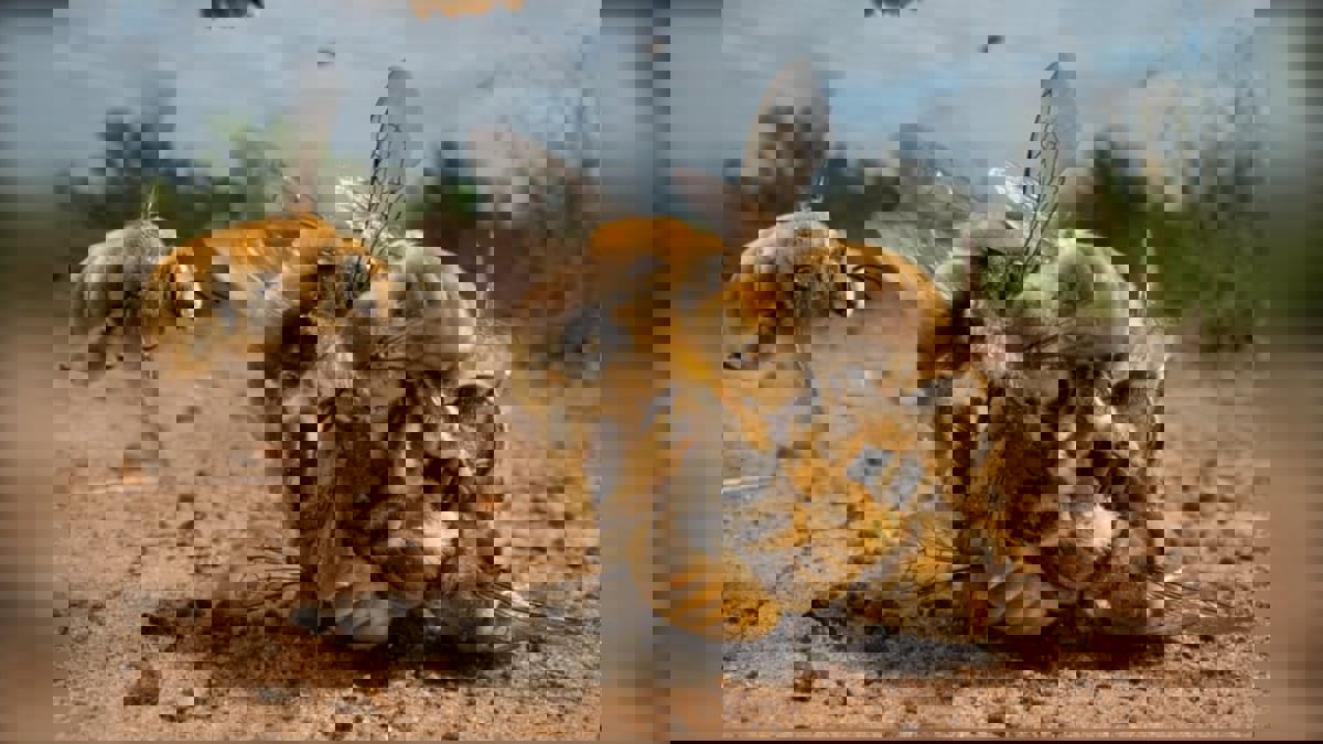 "تزاوج النحل" يتألق في مسابقة "صور من الحياة البرية" 
