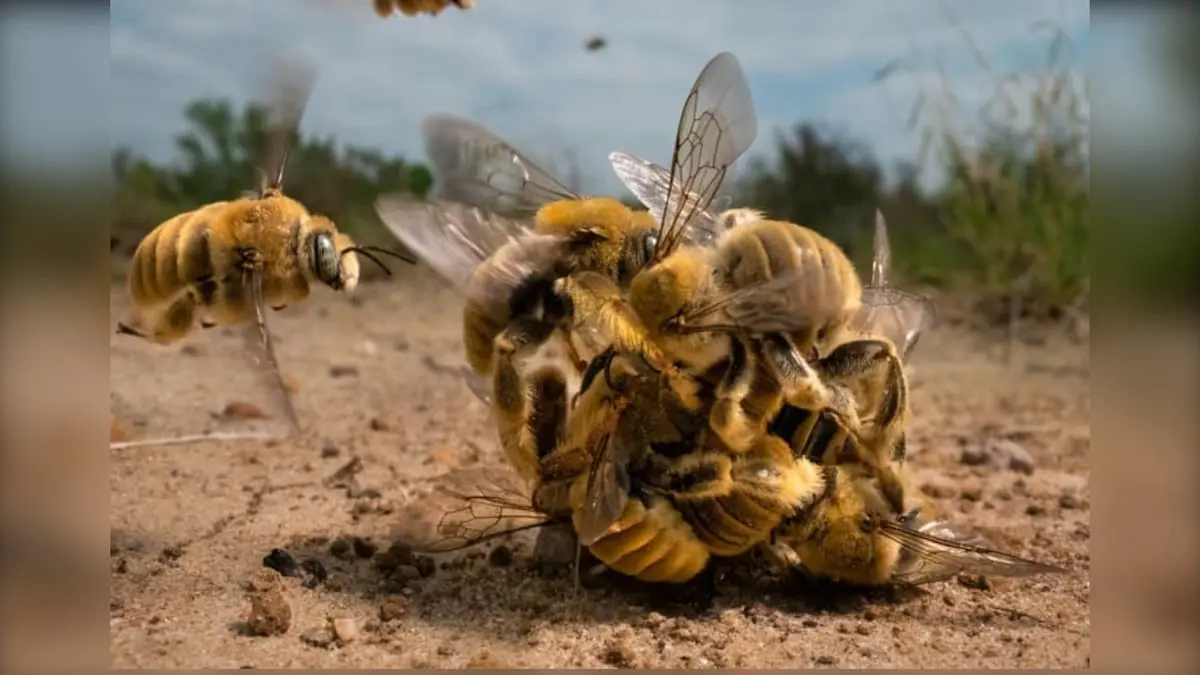 "تزاوج النحل" يتألق في مسابقة "صور من الحياة البرية" 
