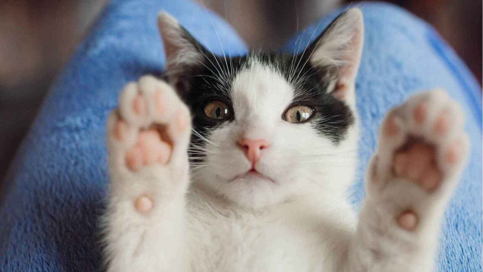 طفيليات القطط قد تُسبب اضطرابات خطيرة في الدماغ