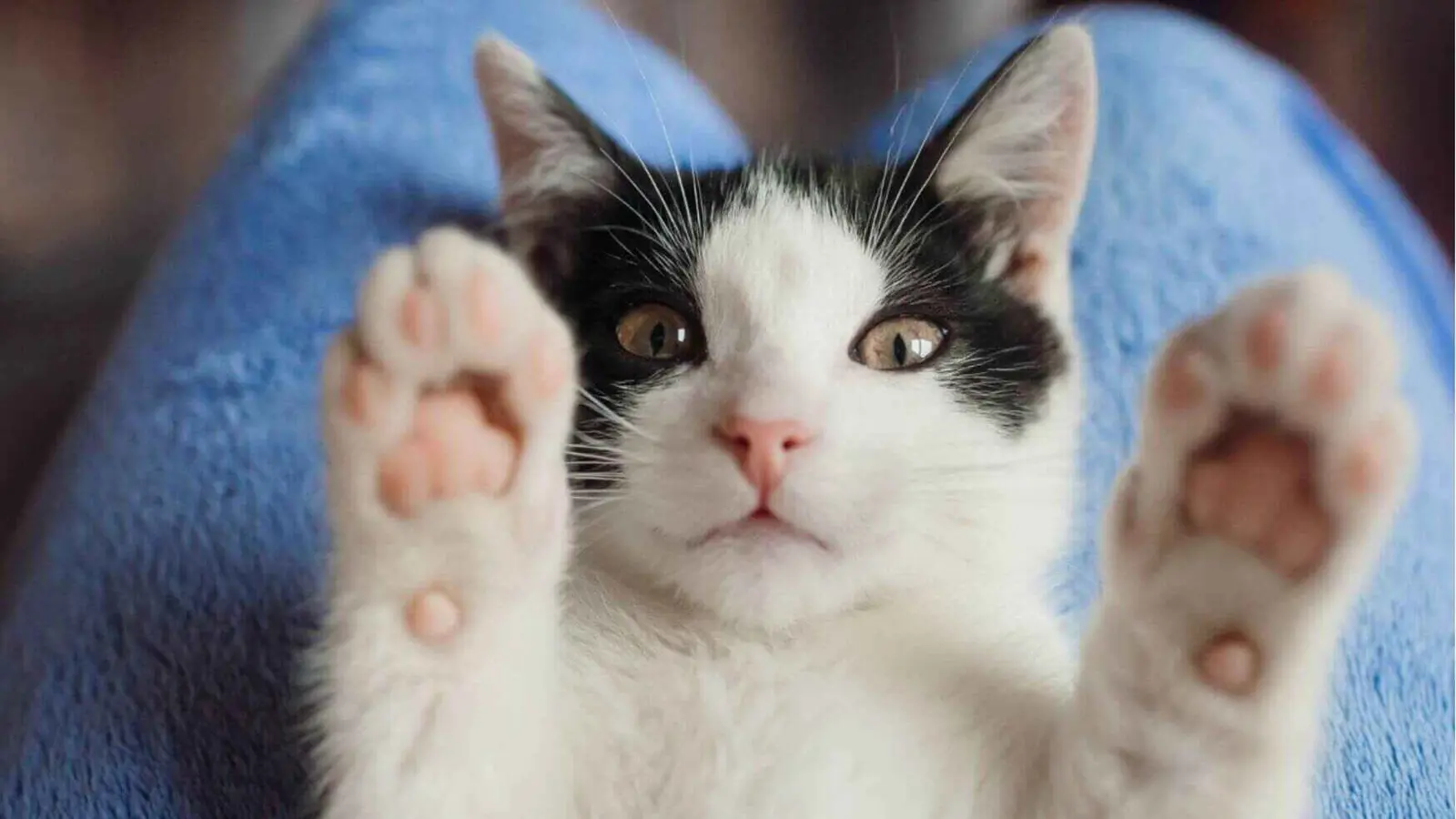 طفيليات القطط قد تُسبب اضطرابات خطيرة في الدماغ