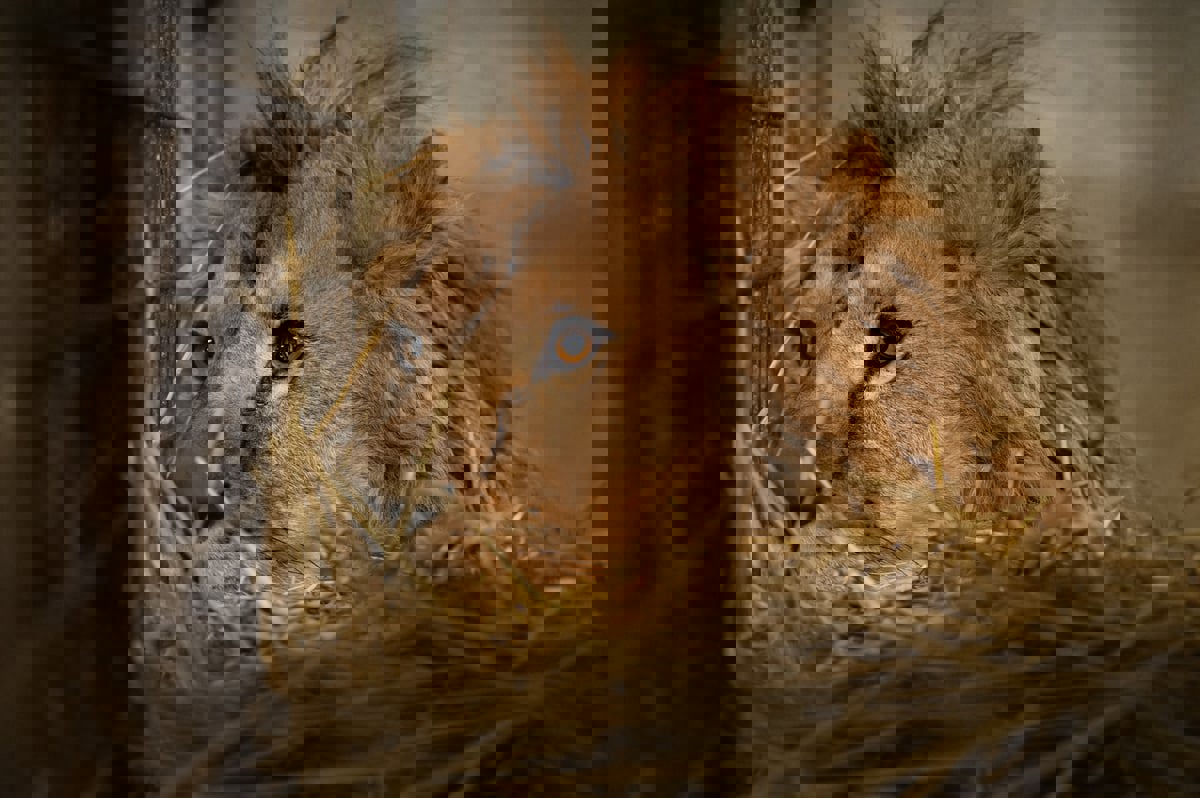 صورة "سيلفي" تنهي حياة رجل بشكل مروع