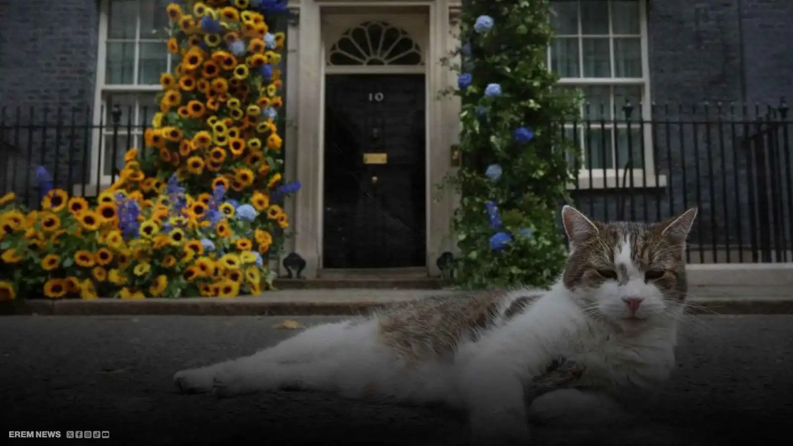 القوة الناعمة البريطانية.. القط "لاري" يرفض التقاعد ويتمسك بعرش صيد الفئران