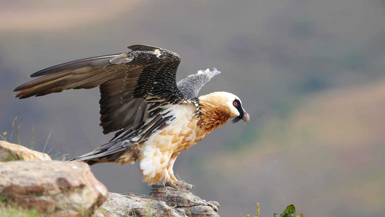 عمره 675 عامًا.. اكتشاف حذاء أثري داخل عش نسر (صور)