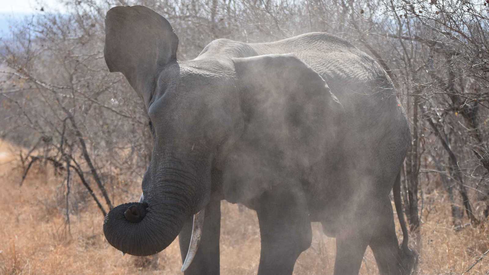 فيل "عدواني" يقتل 17 شخصًا منذ بداية 2026 في الهند