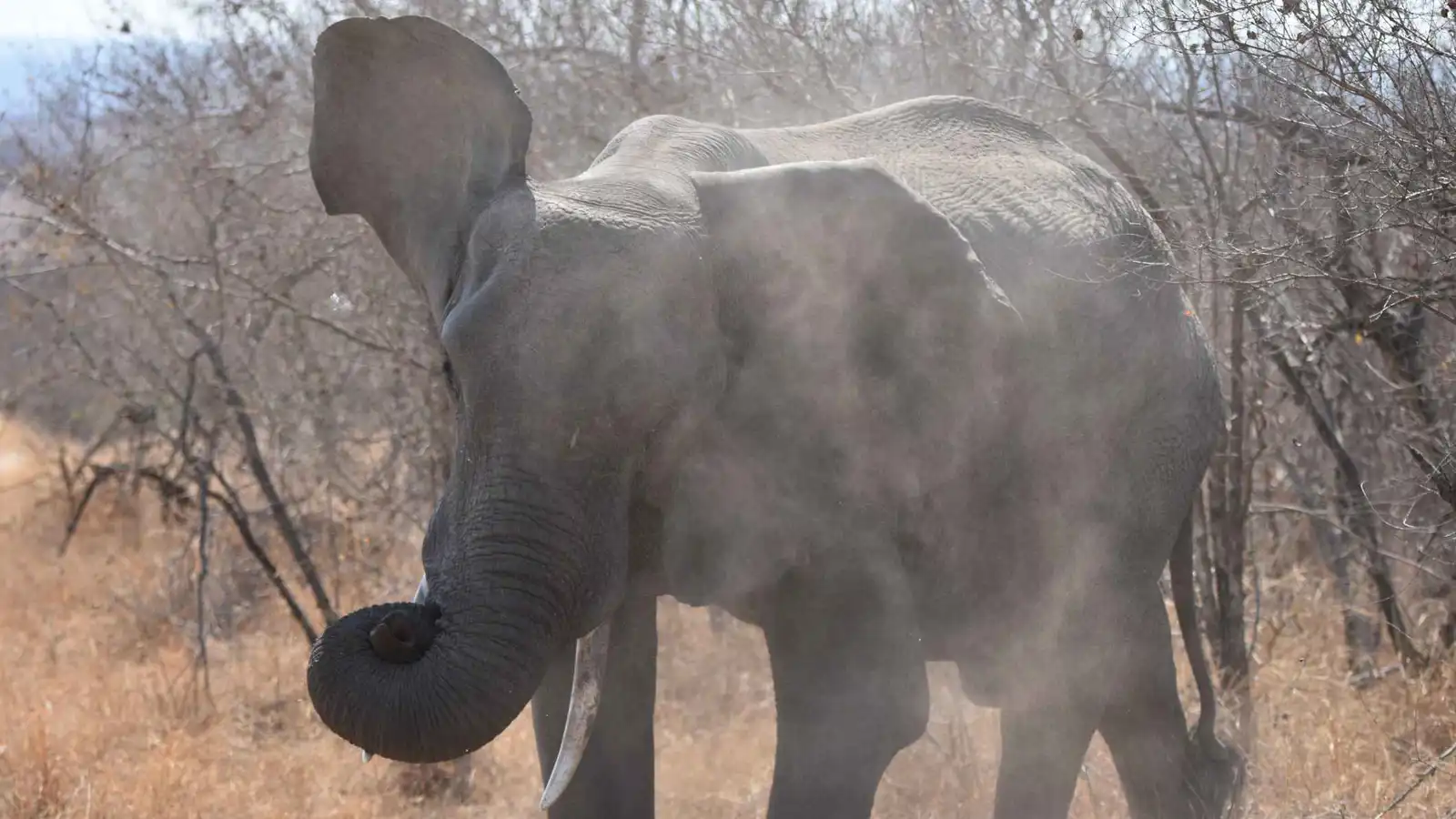 فيل "عدواني" يقتل 17 شخصًا منذ بداية 2026 في الهند