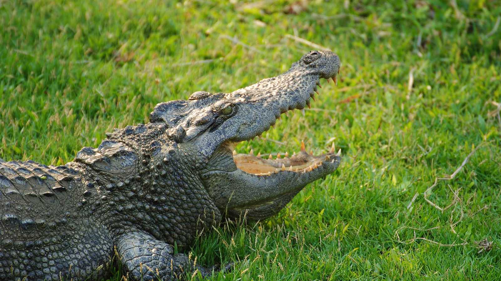 هل تبكي التماسيح حقا؟.. إليك الحقيقة وراء "دموع التماسيح"