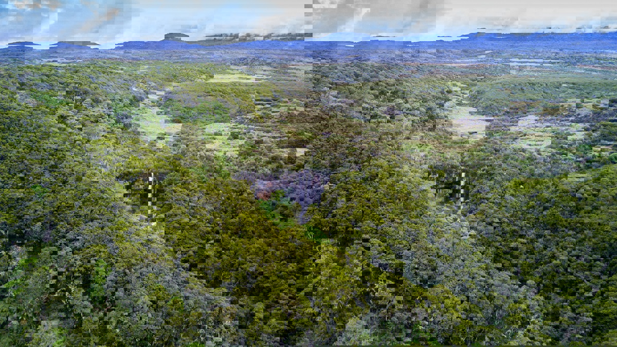 لأول مرة منذ 100 عام.. تصوير نمر ليوبارد النادر في غابات أفريقيا (صور)