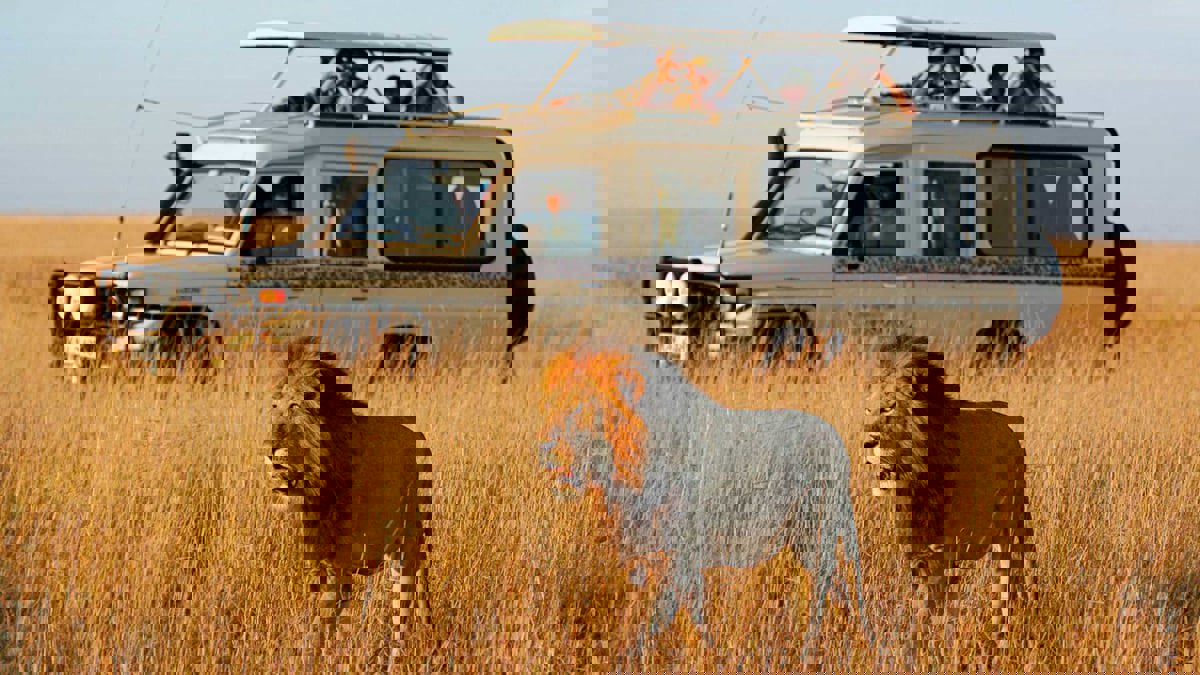 أفضل رحلات سفاري في أفريقيا بميزانية محدودة