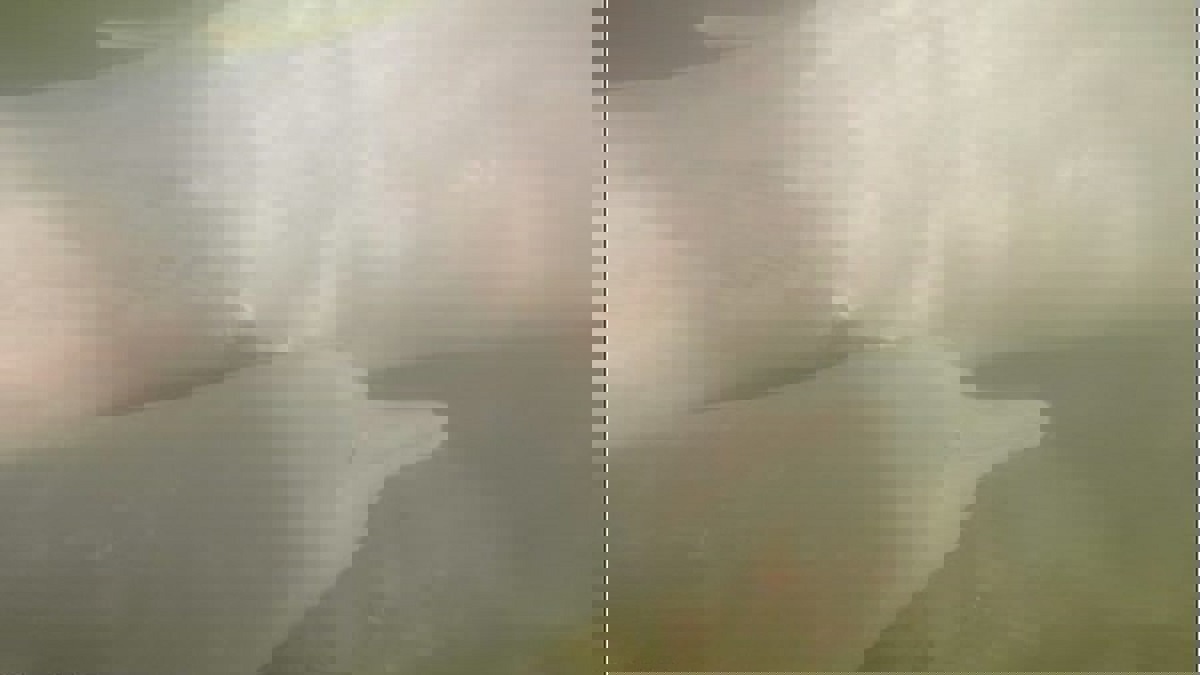 علماء يرصدون 237 نوعًا مختلفًا من أصوات الدلافين (فيديو)