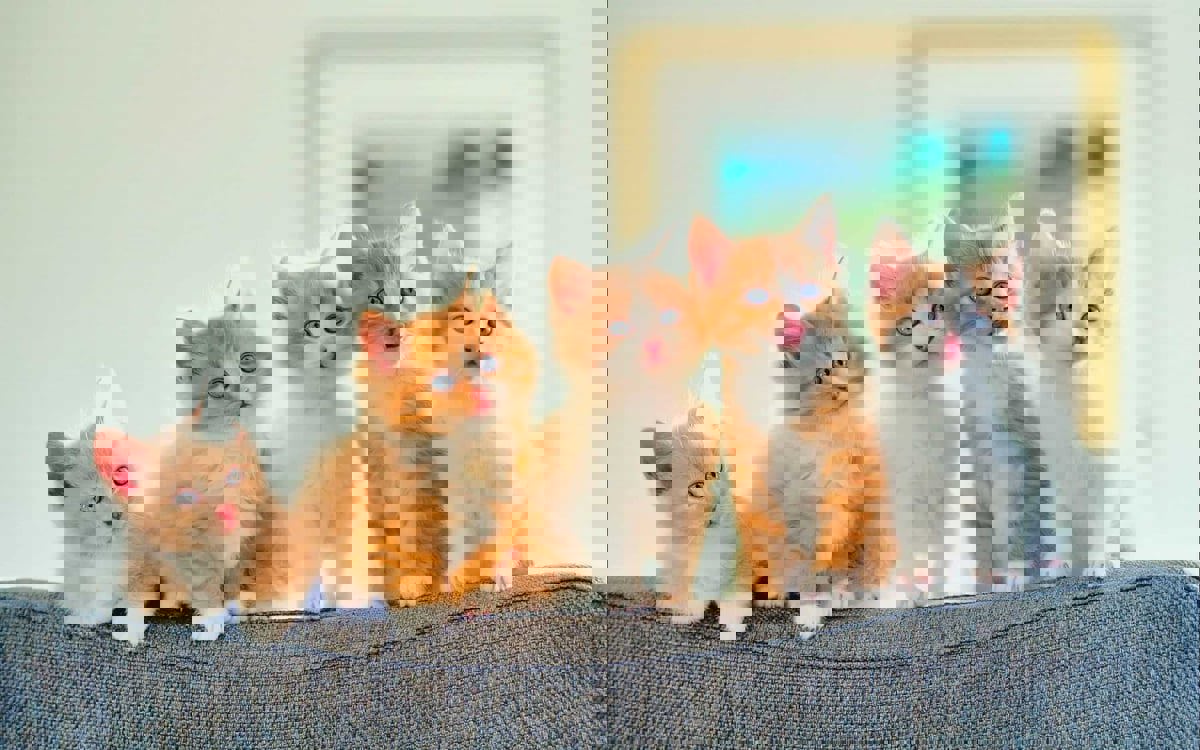 رحلات بحرية فاخرة للقطط المدللة في سنغافورة 