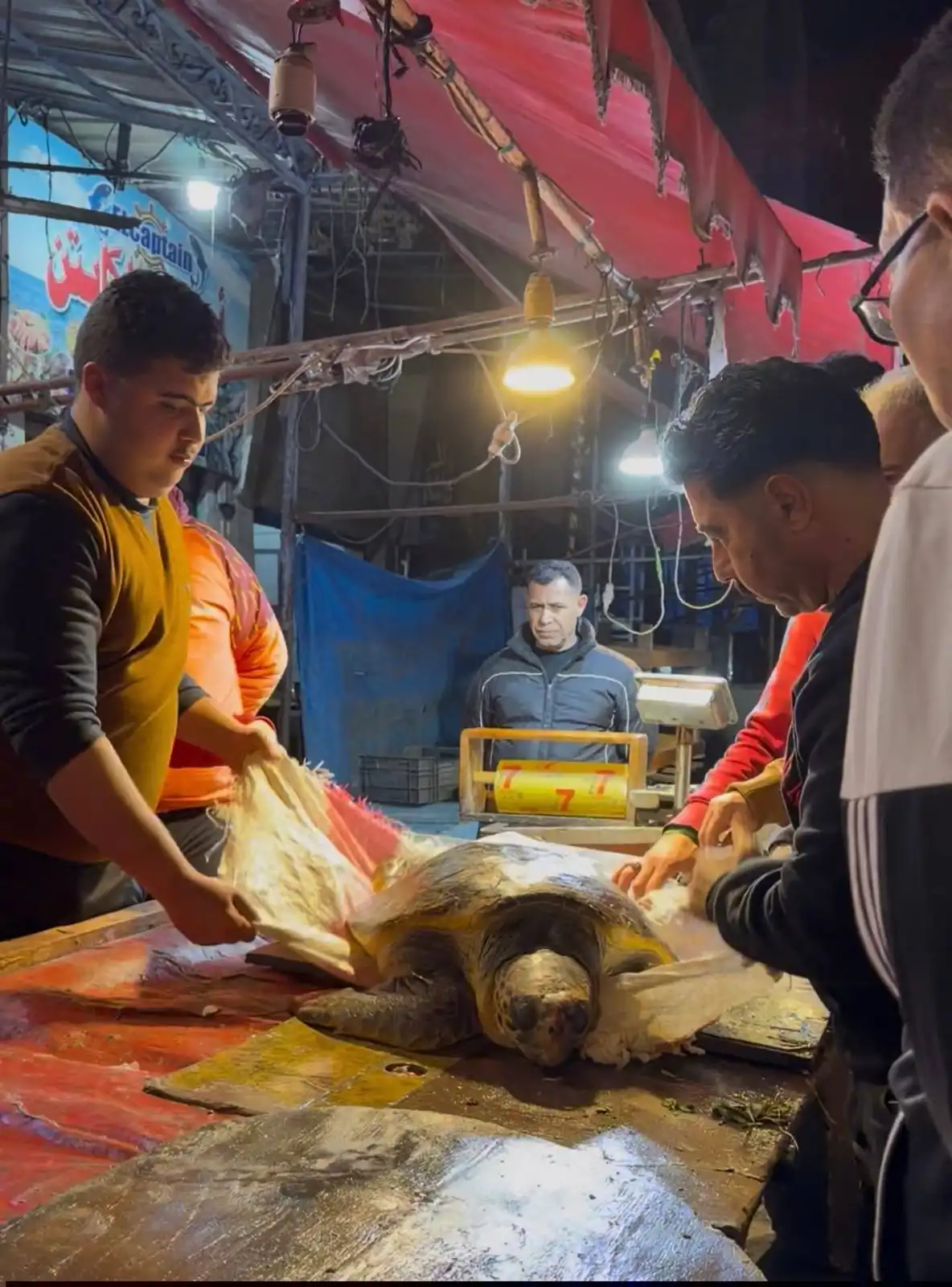 من عملية انقاذ السلحفاة