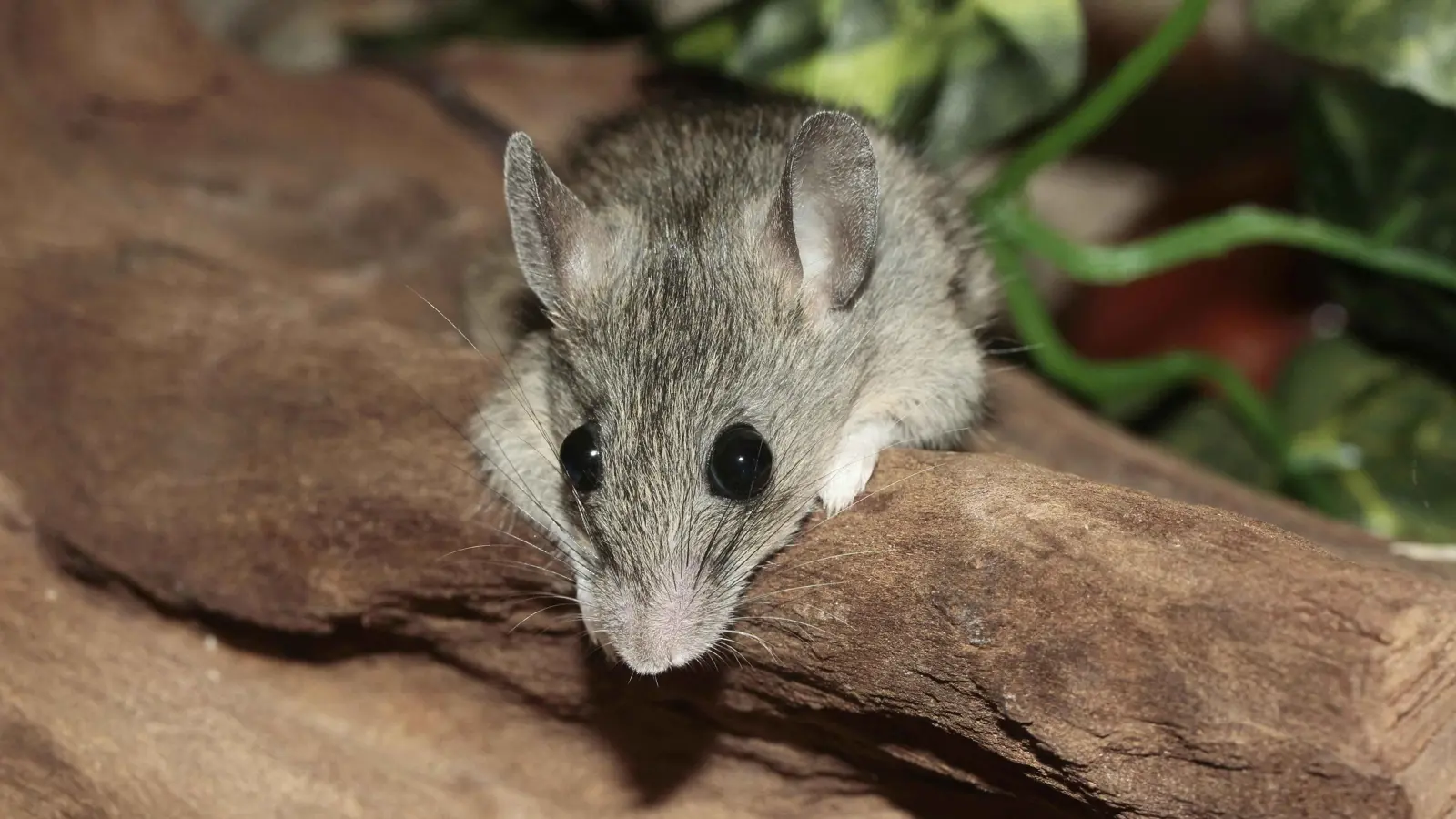 دون أم.. علماء صينيون ينجحون في تطوير فأر بأبوين