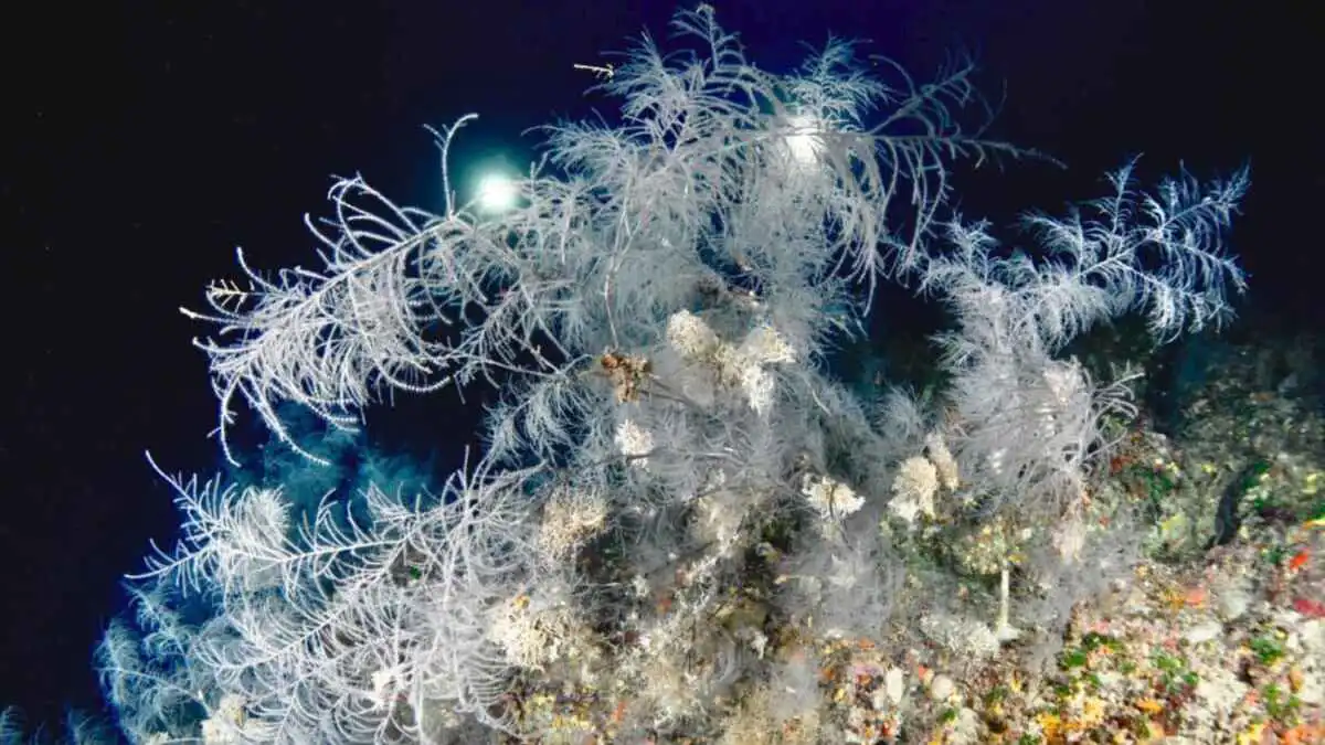 مرجان مهدد بالانقراض يظهر بحجم استثنائي في نيوزيلندا (فيديو)