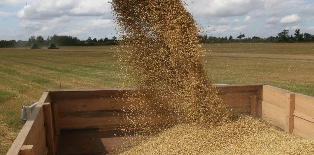 مصر تشتري 350 ألف طن من القمح المحلي