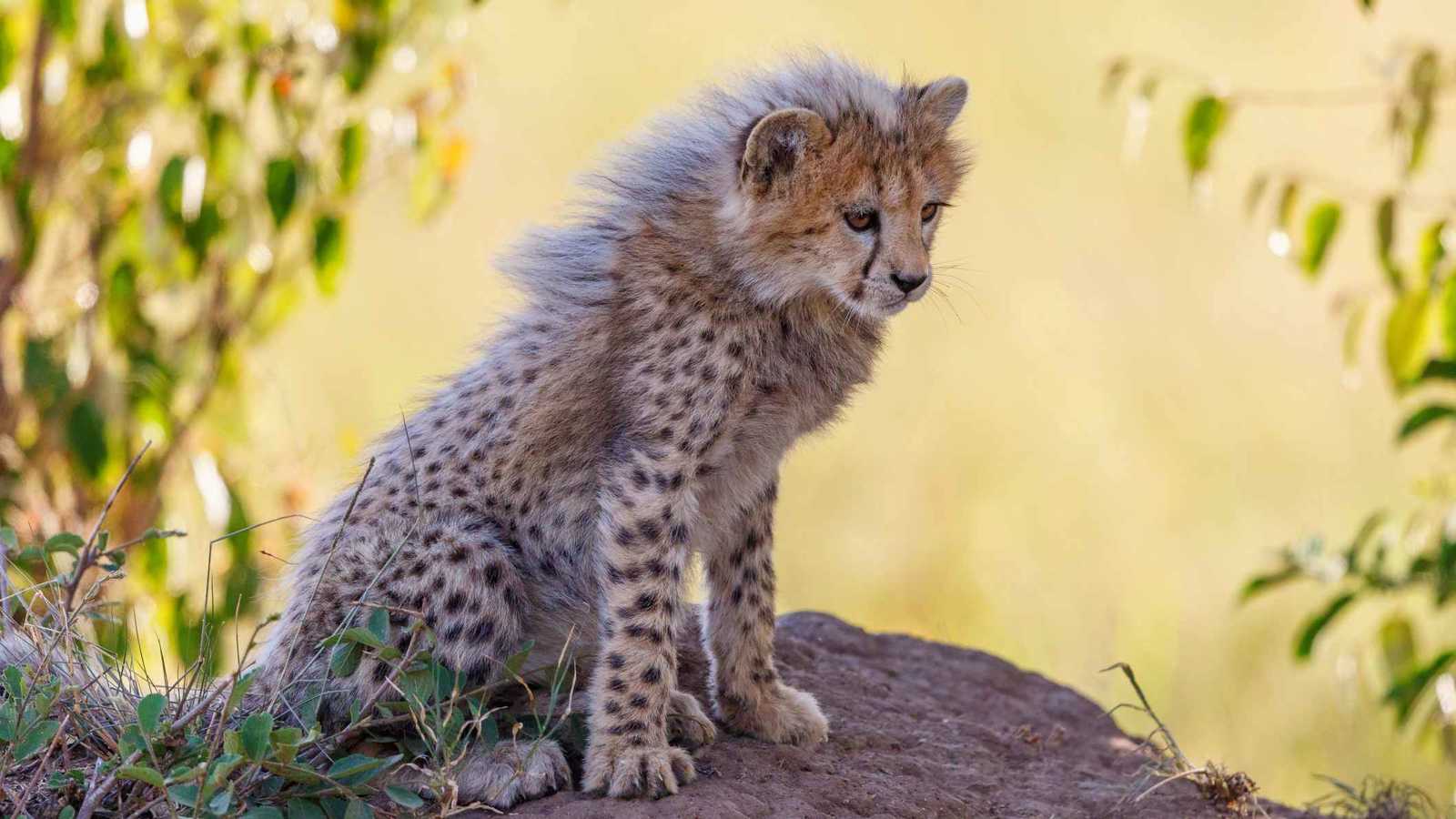 فهد وكلب.. صداقة فريدة تنمو في حديقة حيوانات أسترالية (فيديو)