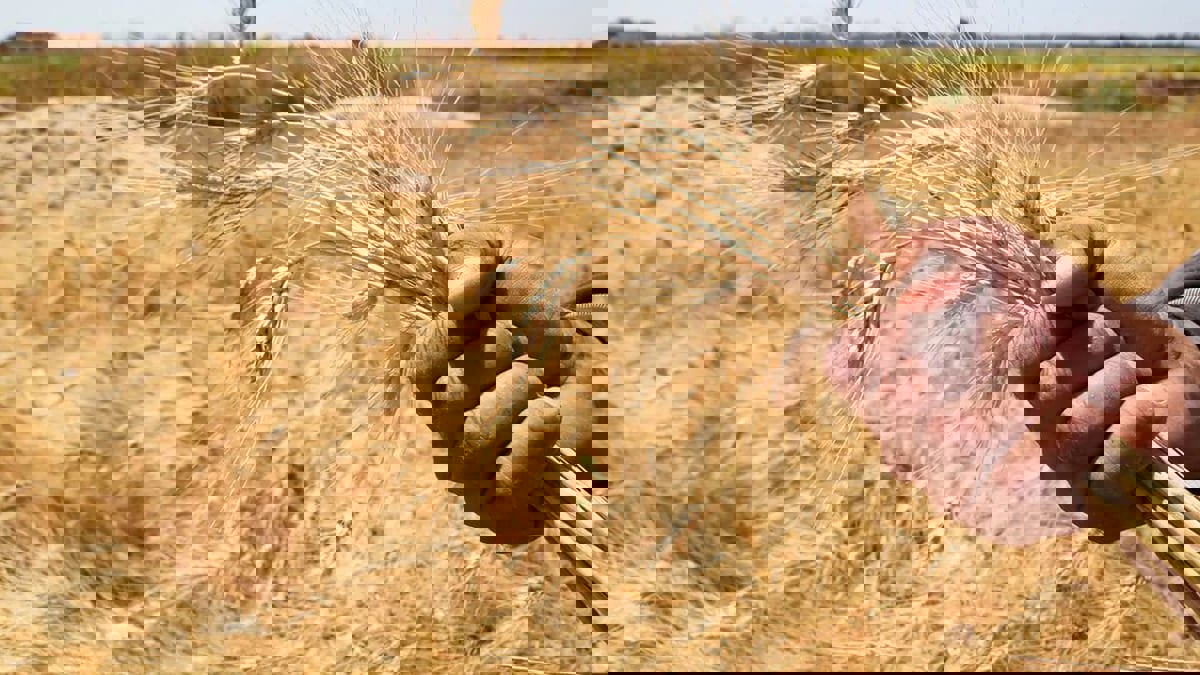 الحكومة التونسية تقر زيادة في أسعار الحبوب