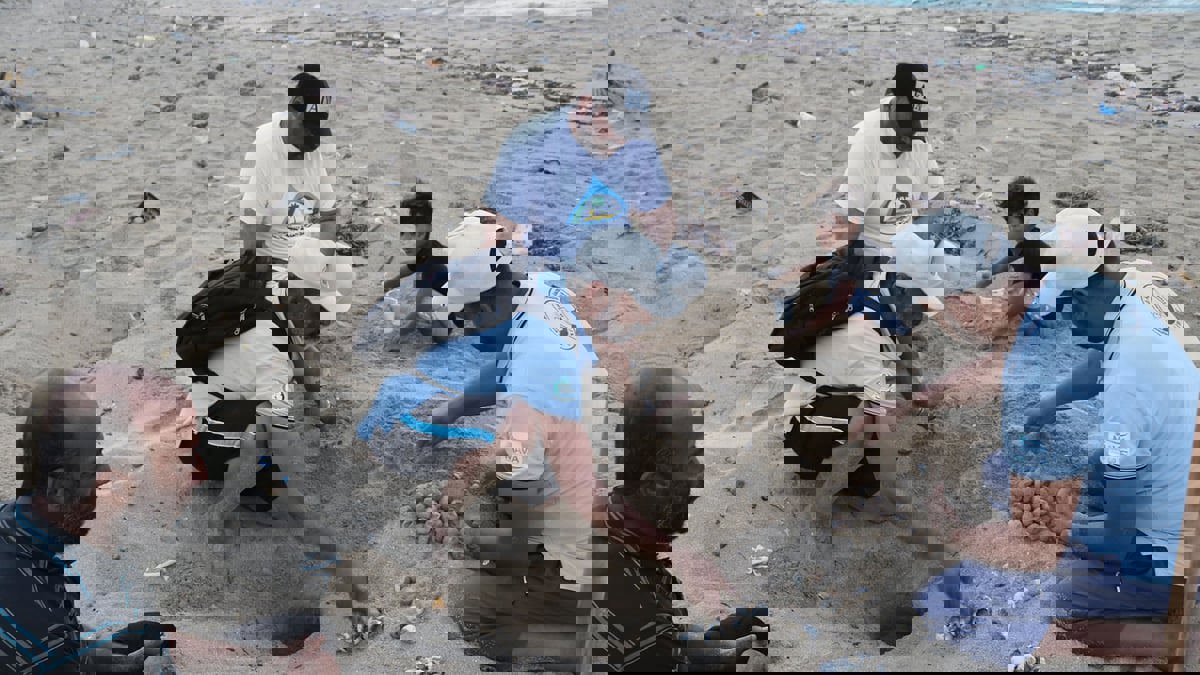 في ليبيا.. متطوعون مهمتهم حماية بيض السلاحف البحرية
