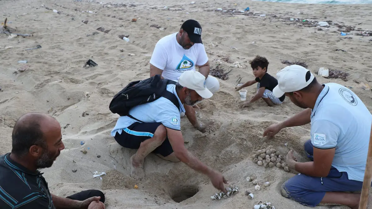في ليبيا.. متطوعون مهمتهم حماية بيض السلاحف البحرية
