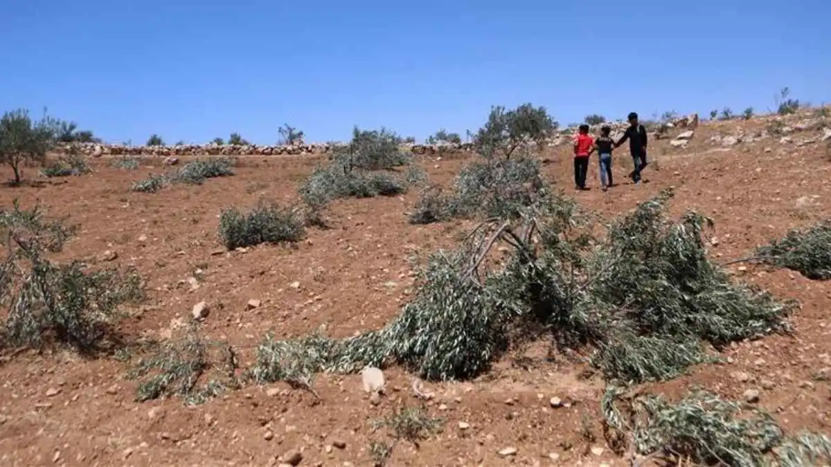 "شبيبة التلال" الاستيطانية تعلن مسؤوليتها عن هجمات ضد الفلسطينيين