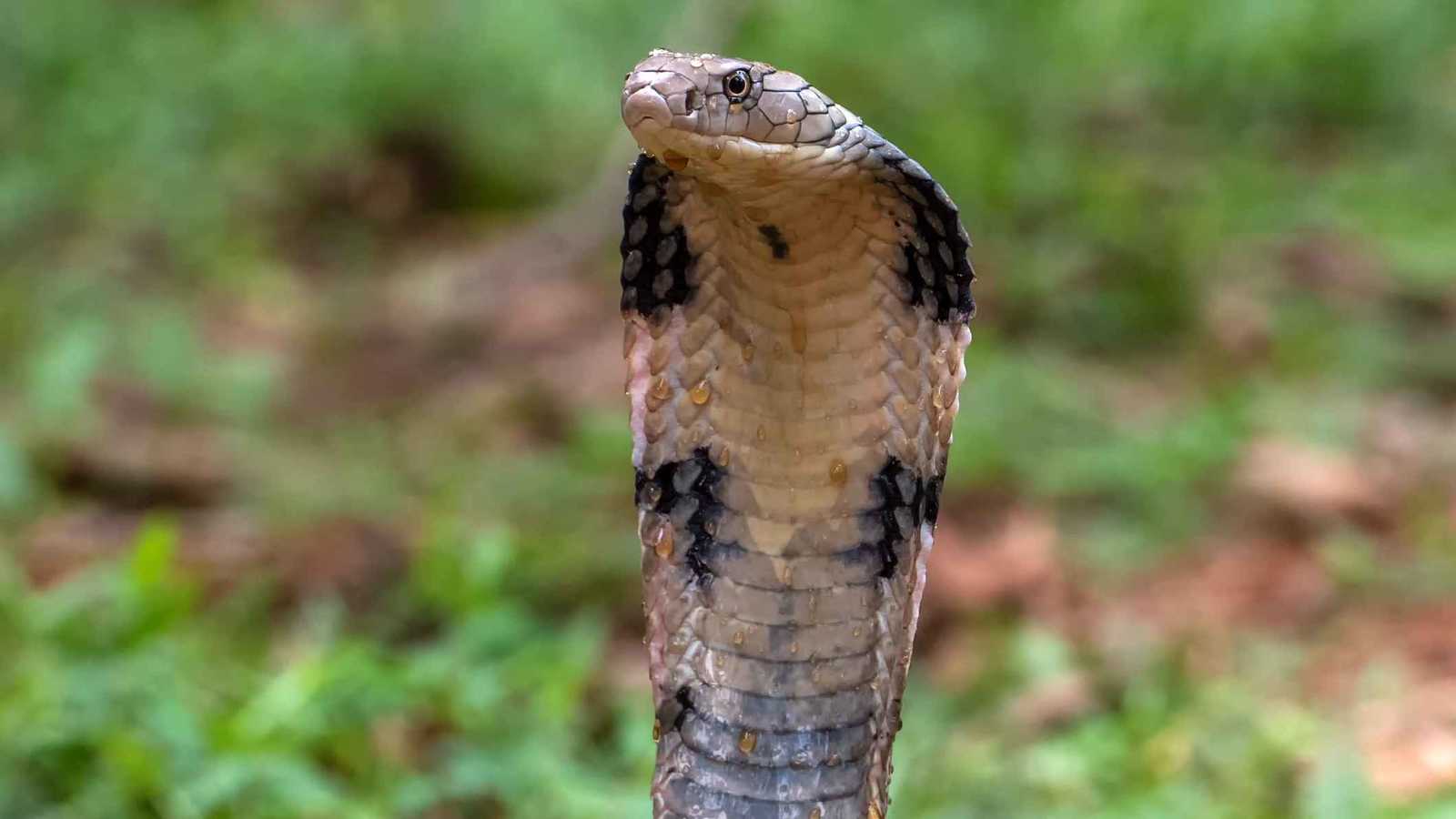 لماذا تتجنب الكوبرا الملكية العضّ خلال معاركها الطقوسية؟ (فيديو)