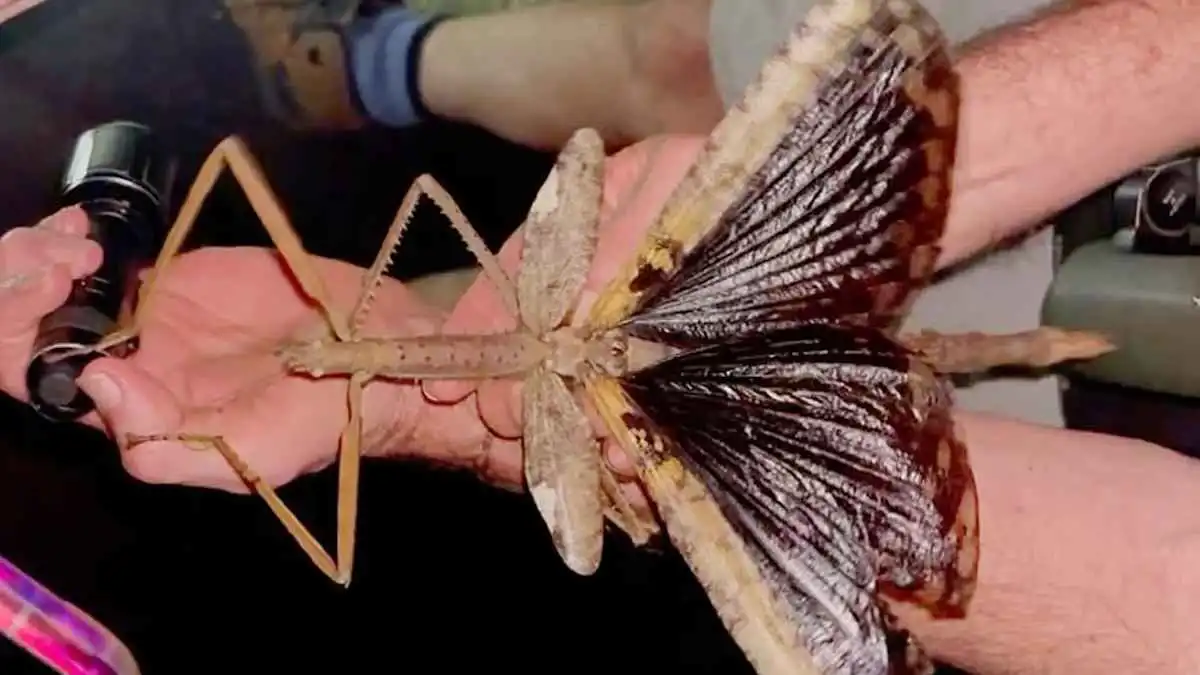 اكتشاف مذهل لحشرة عملاقة تنافس على لقب "الأثقل" في أستراليا