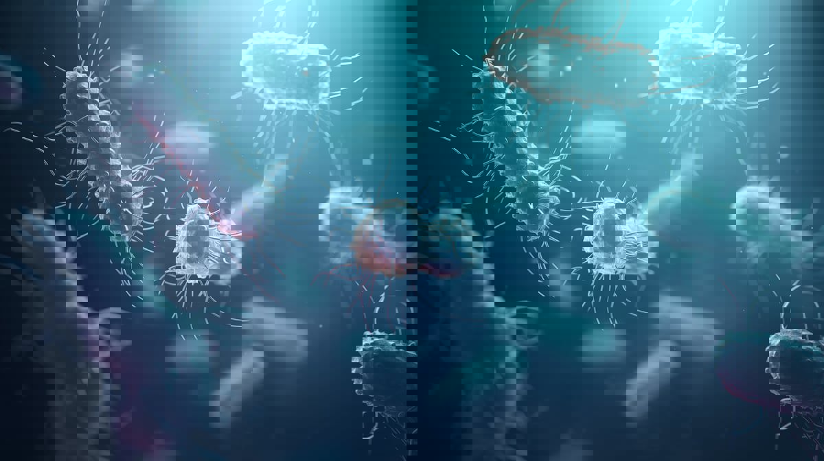 ما علاقة بكتيريا الأمعاء بالشيخوخة الصحية؟