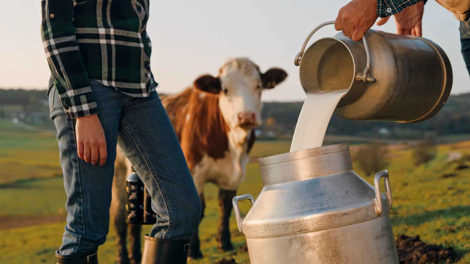 يمدحه المؤثرون.. لماذا يحذّر الخبراء من الحليب غير المبستر؟