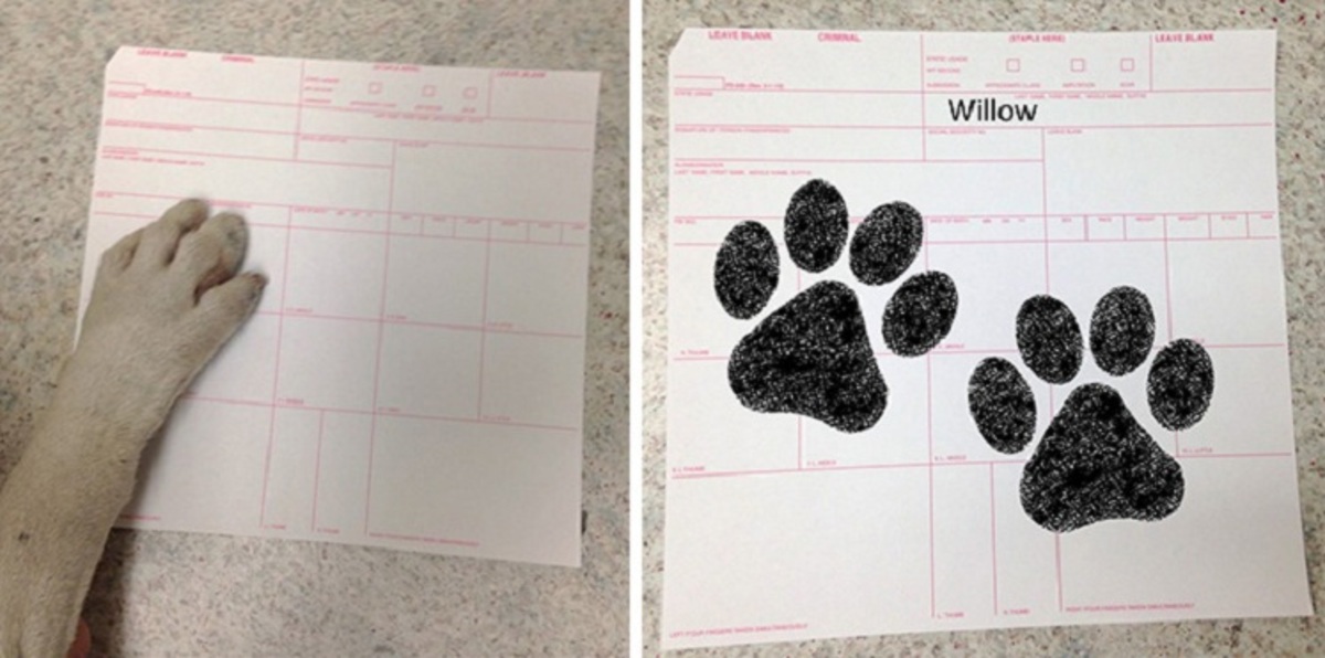 الشرطة الأمريكية تعتقل كلبةً للاشتباه في كونها خطيرة (صور)