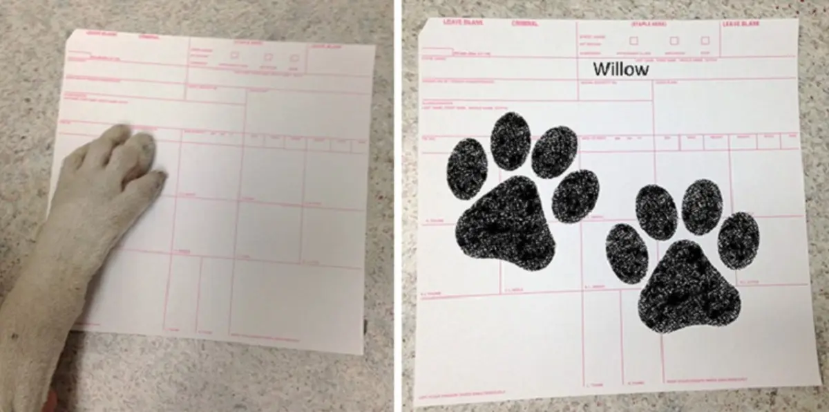 الشرطة الأمريكية تعتقل كلبةً للاشتباه في كونها خطيرة (صور)