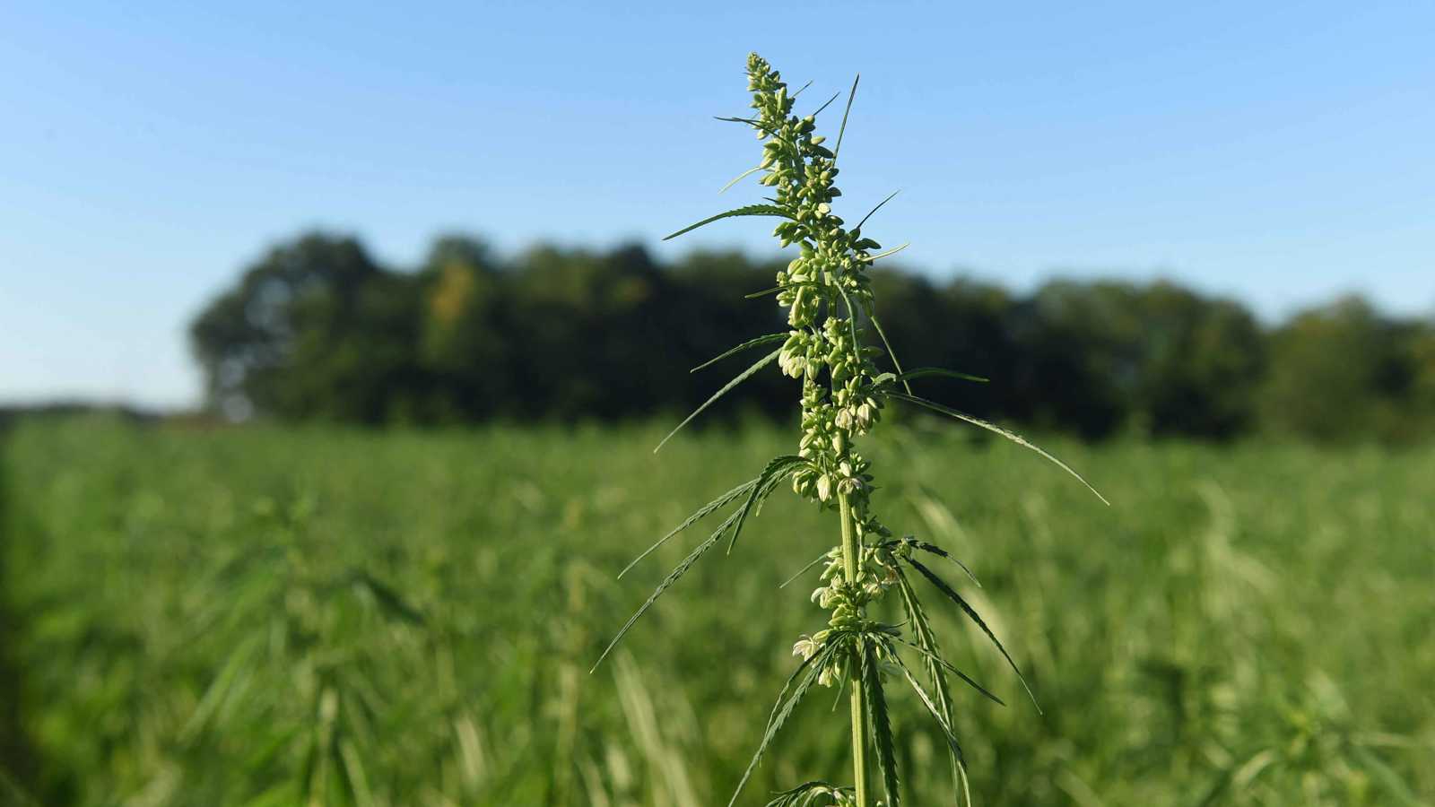 عقار مستخلص من القنب يثبت جدارته في علاج الآلام الشديدة