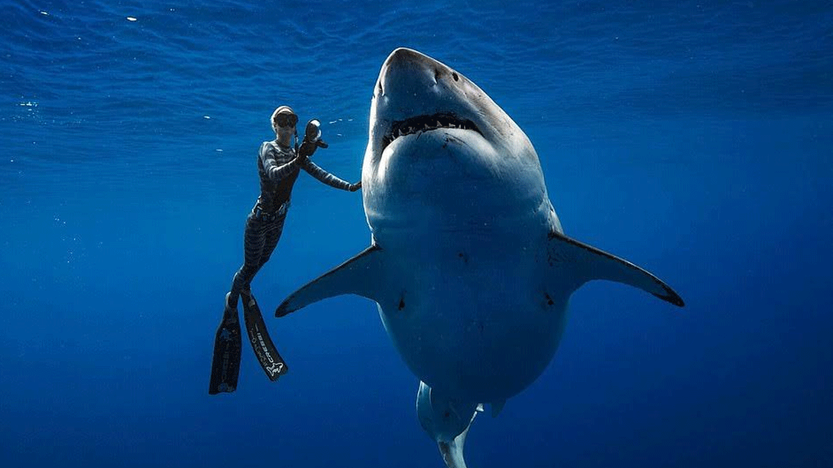 وزنه 2.5 طن وطوله 20 قدمًا.. شاهد أكبر قرش أبيض في العالم  (صور)