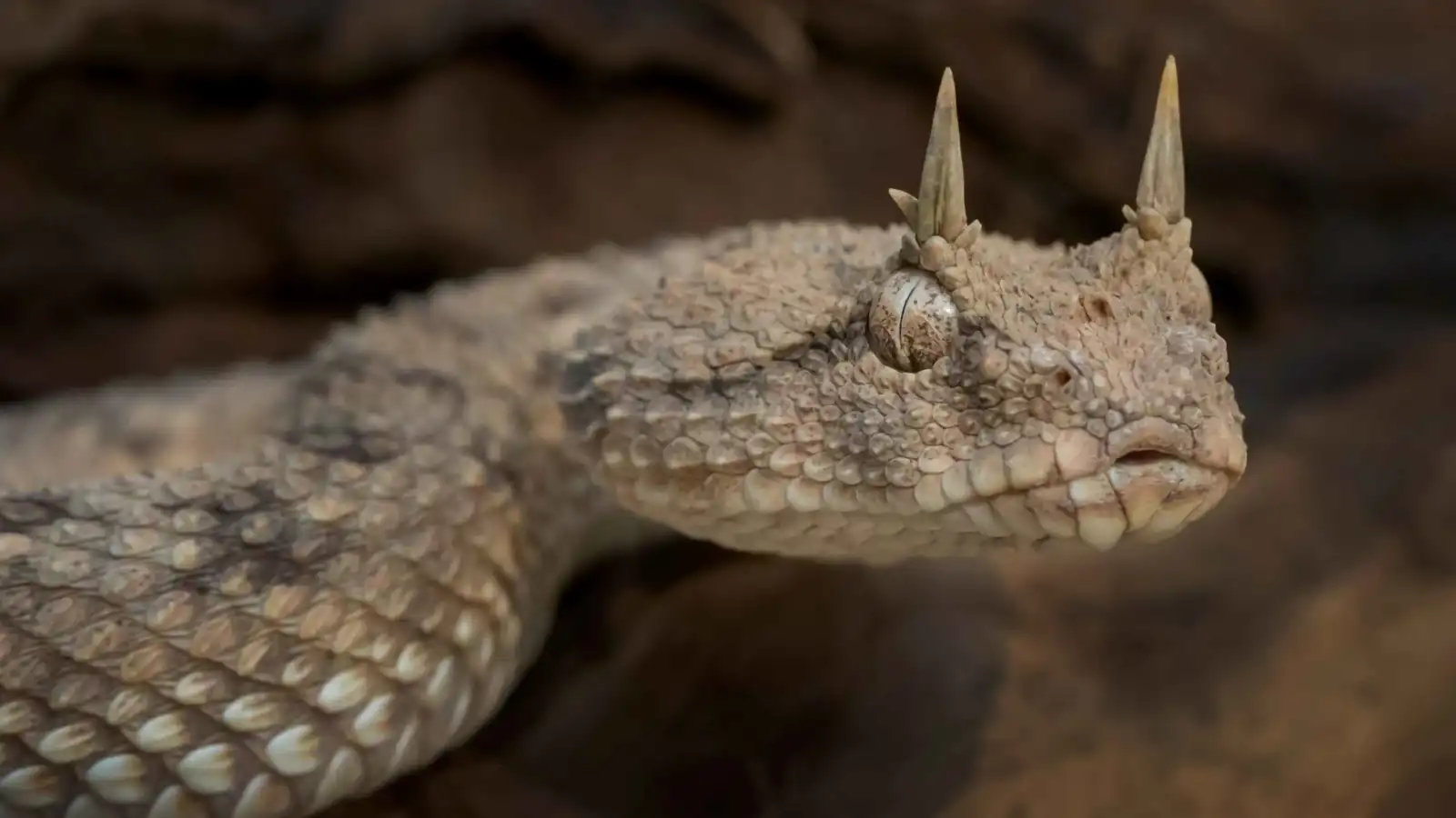 من "أم جنيب" إلى "الكوبرا العربية".. أخطر الأفاعي في الشرق الأوسط