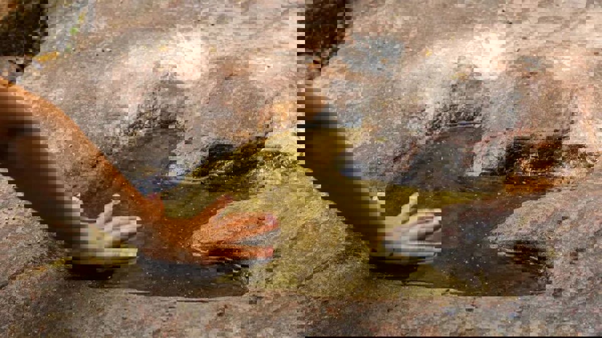 اكتشاف آثار أقدام ديناصورات عملاقة في تكساس