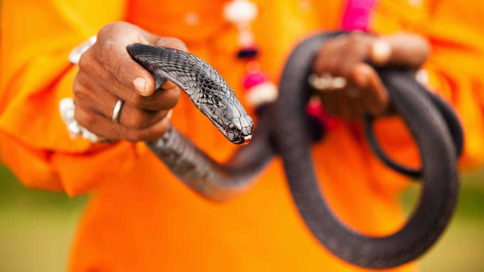 ثمانينية هندية تواجه ثعبانا وتتصدر مواقع التواصل (فيديو)