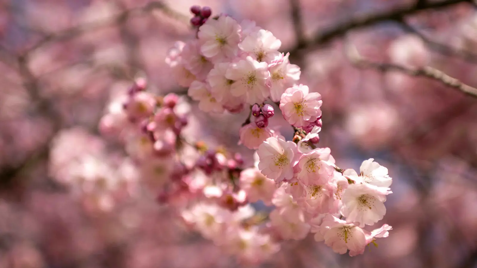 حساسية الربيع.. أسبابها وأعراضها وأساليب علاجها