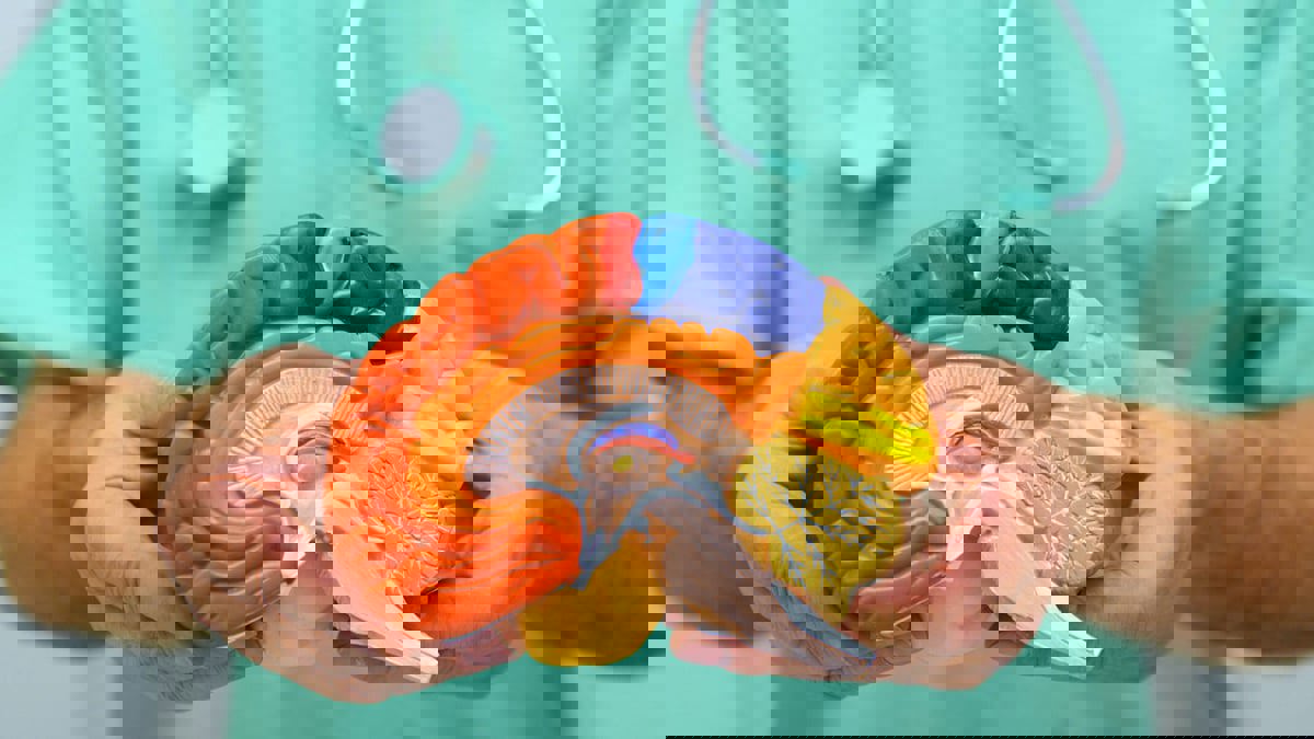 هل للدماغ جنس؟ هل النساء أدنى من الرجال؟