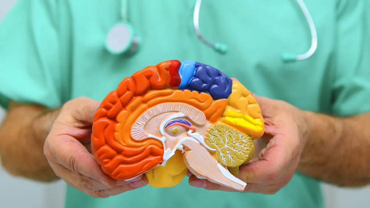 هل للدماغ جنس؟ هل النساء أدنى من الرجال؟