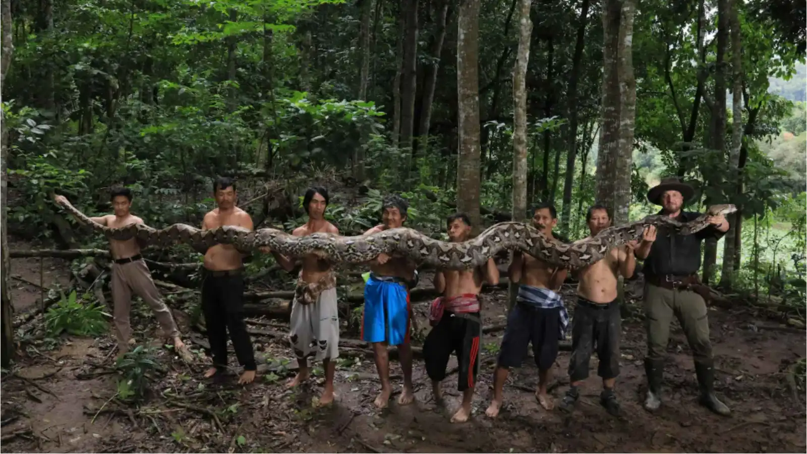 "البارونة" تدخل غينيس كأطول أفعى برية في العالم (فيديو)