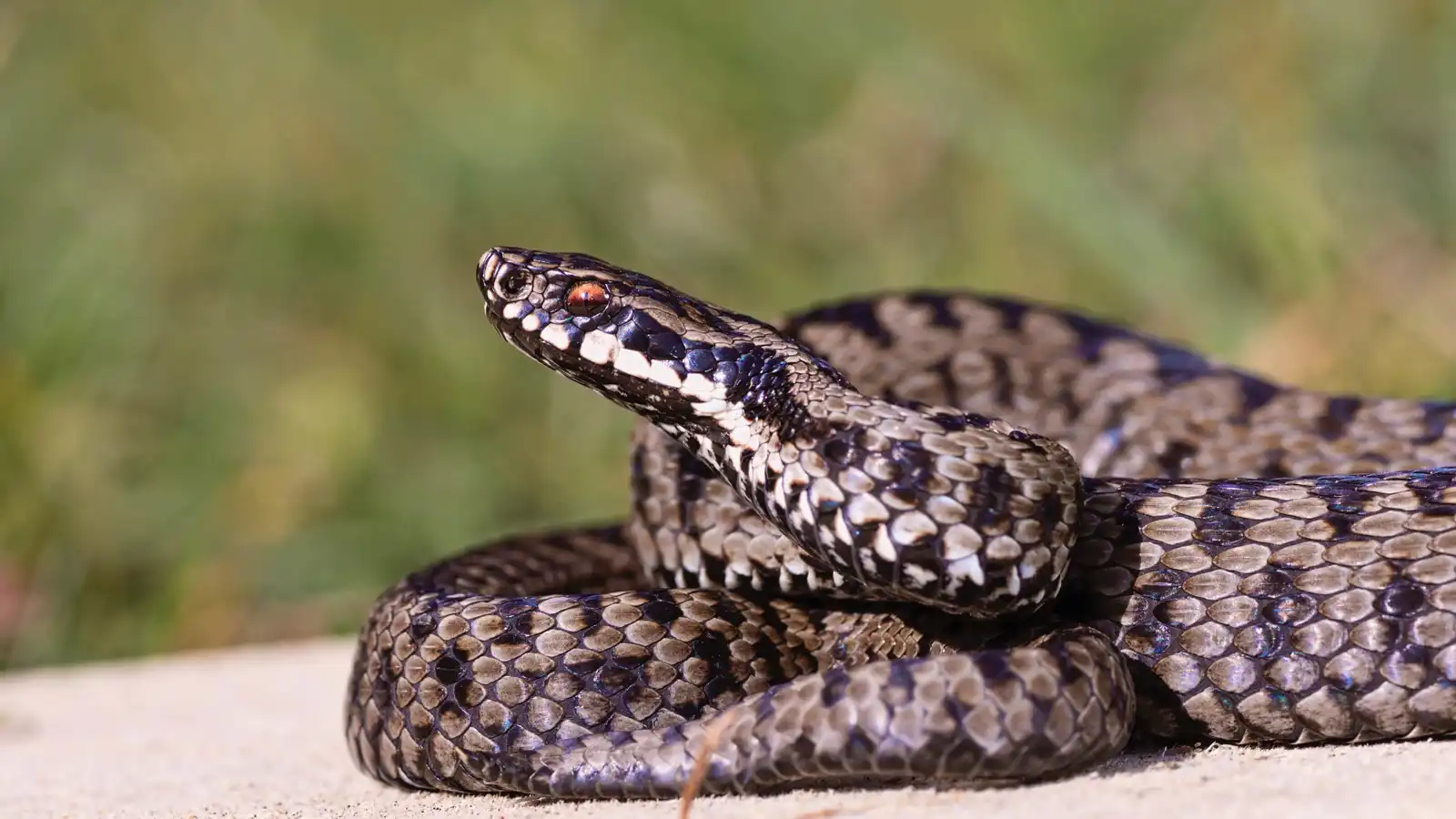 هل تتذكر الثعابين البشر؟.. العلم يكشف ذكاء الزواحف