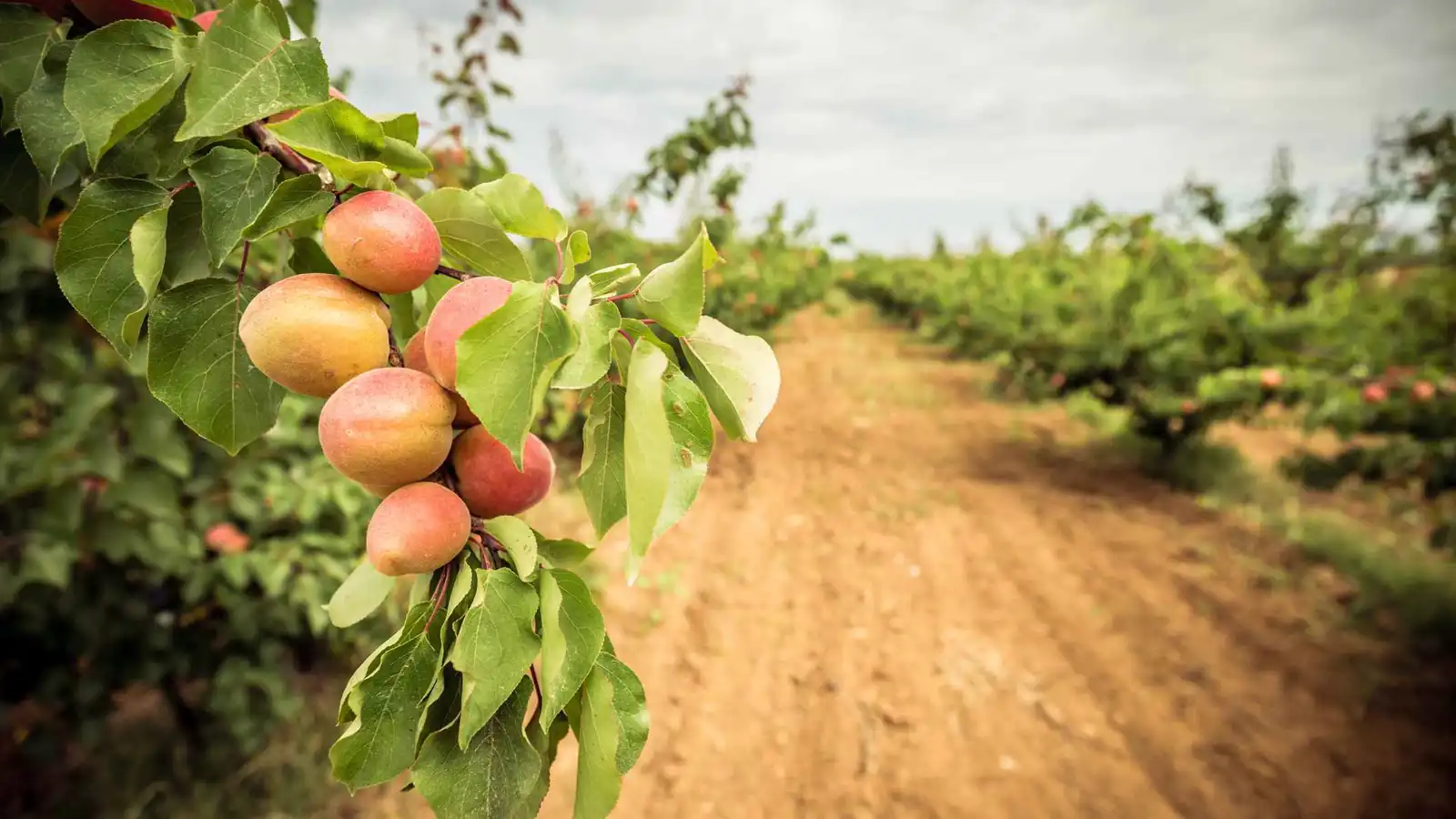 كيف نجت مزرعة دراق من حريق بورصة التركية؟ (صور)