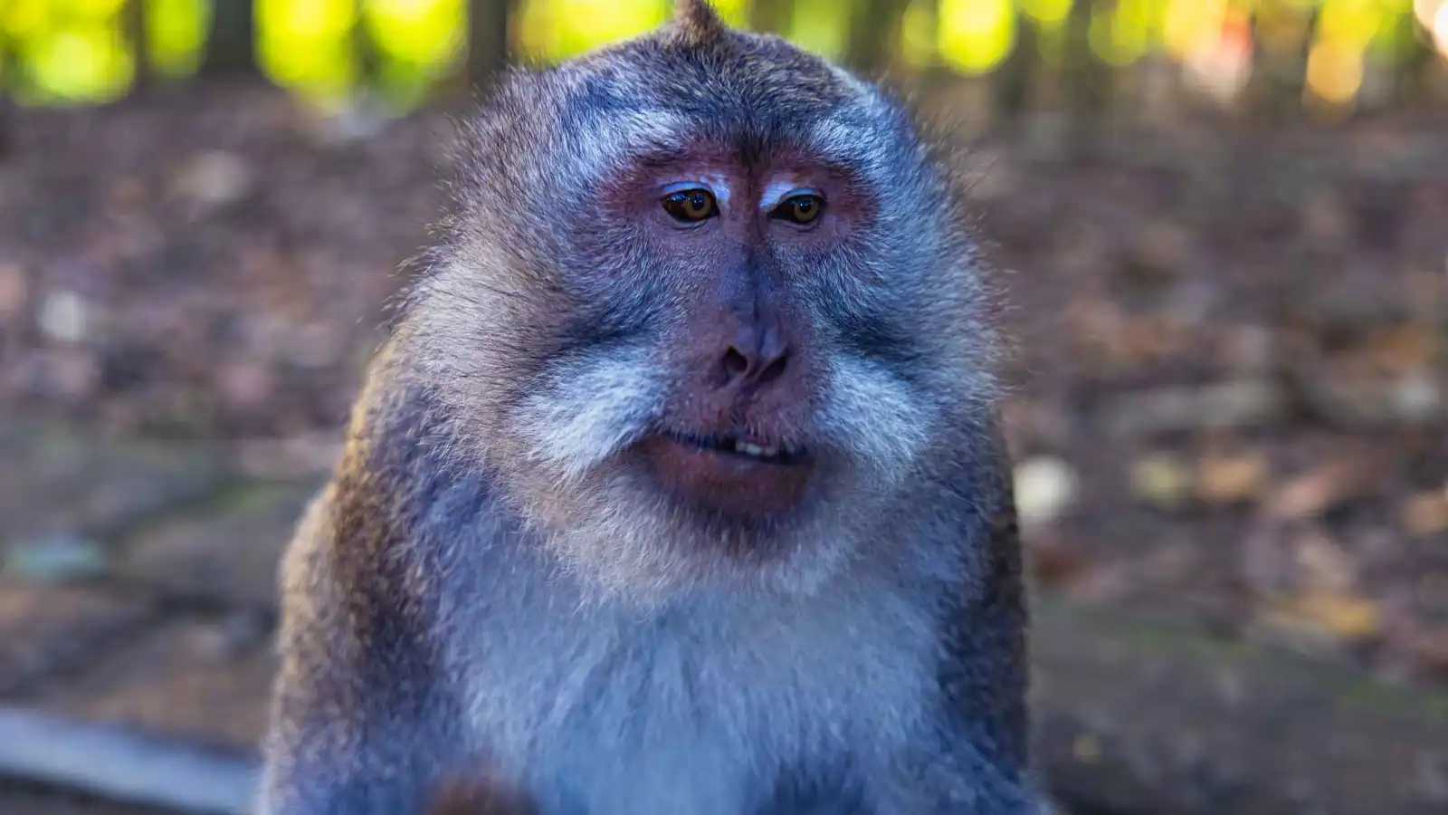 بهجوم وحشي.. قرد يقتل رجلا وسط منزله في تايلاند (صور)