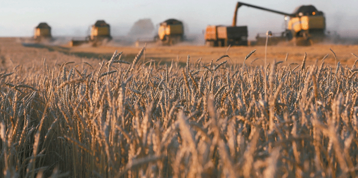 سوريا تلغي شراء مليون طن من القمح الروسي
