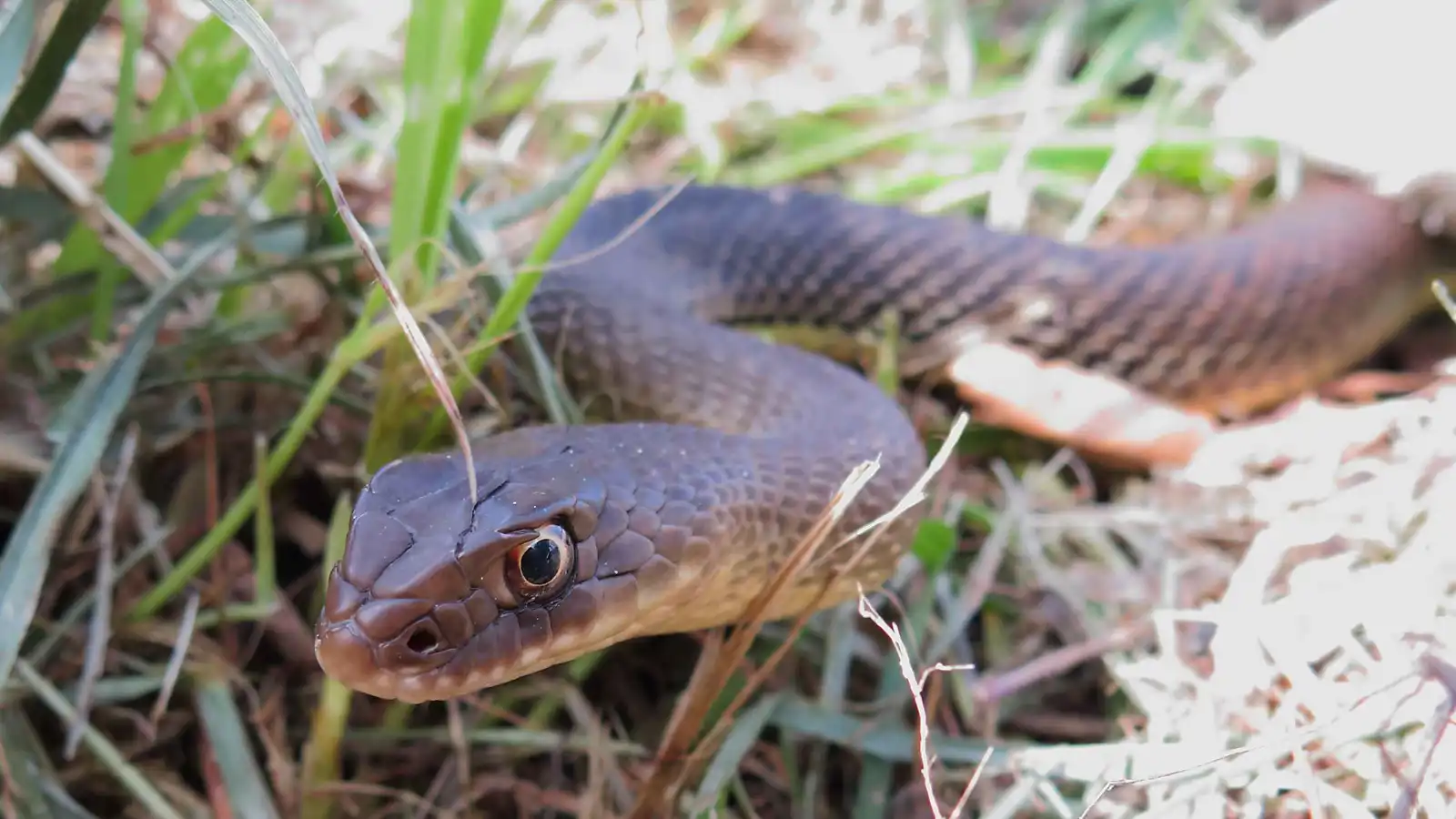مشهد نادر في شفشاون.. ثعبان ضخم يبتلع آخر بالكامل (فيديو)