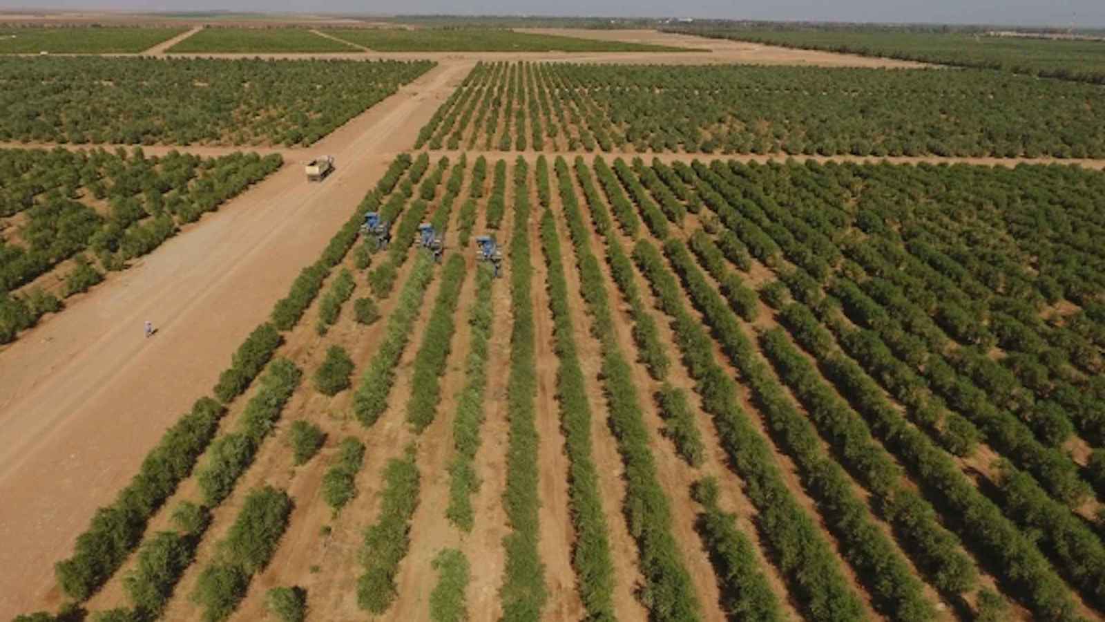 أشجار الزيتون تفوق أعداد المواطنين في هذه الدولة الخليجية