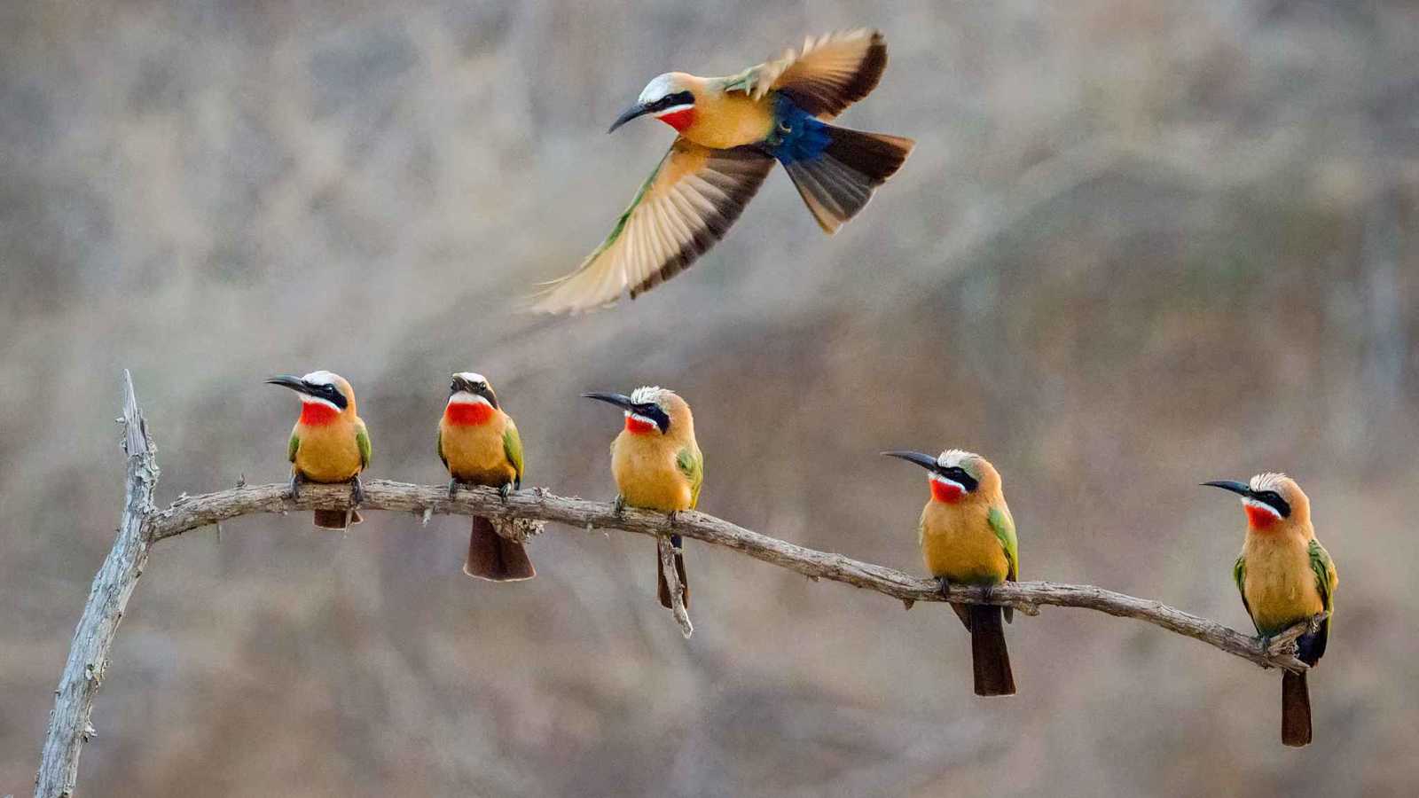 علماء يكتشفون سر غناء الطيور في الصباح