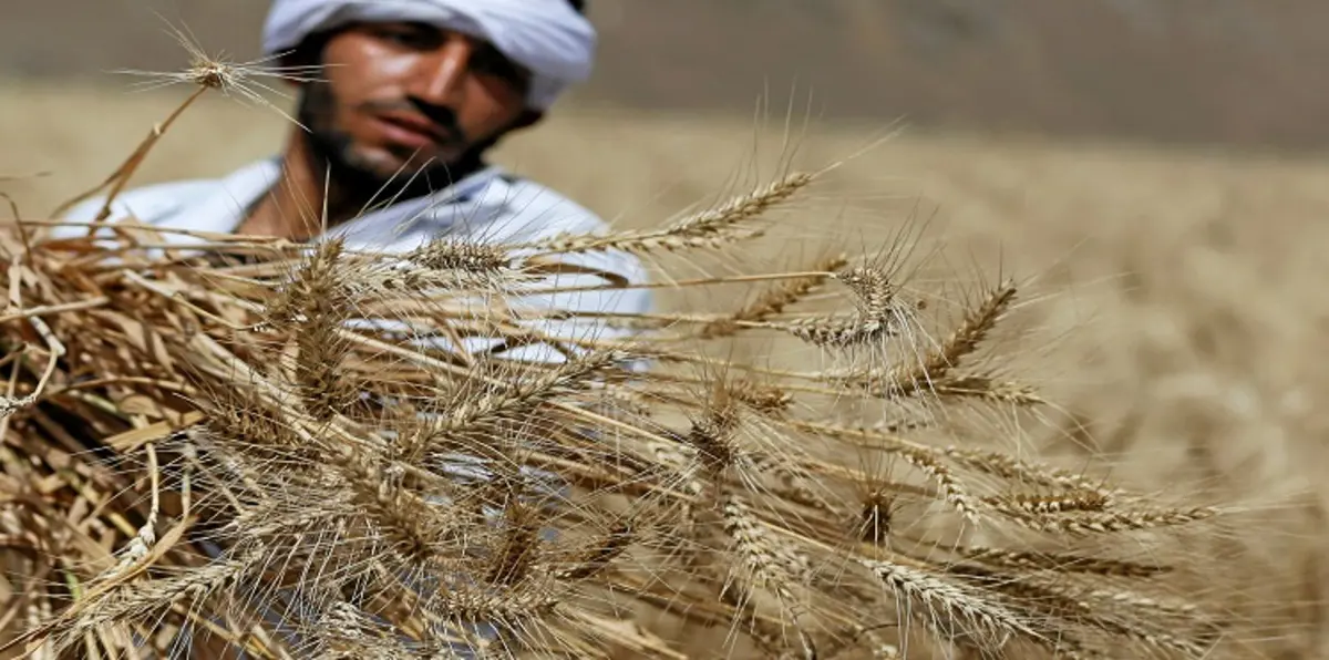 النائب العام المصري: التحقيقات كشفت عن فساد في منظومة توريد القمح المحلي